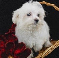 a-maltese-puppy-with-flowers